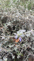 Teucrium fruticans