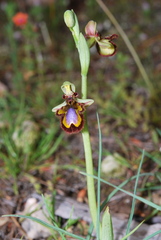 Ophrys speculum