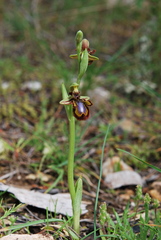 Ophrys speculum