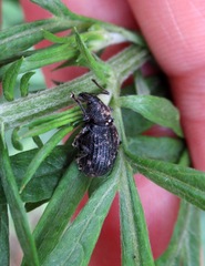 Otiorhynchus tristis