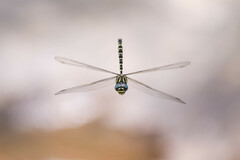 Austroaeschna pinheyi