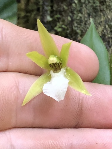 Hoehneella