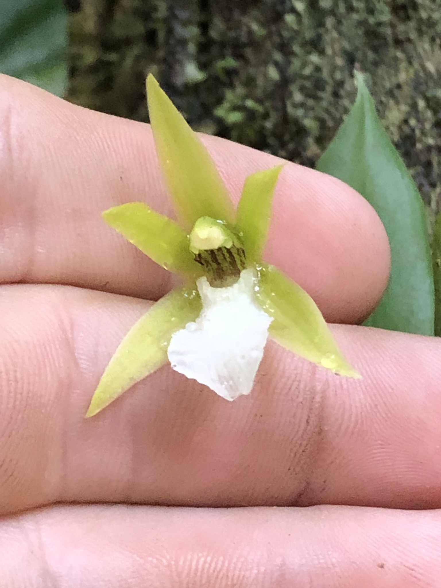 Hoehneella