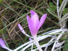 Colchicum speciosum