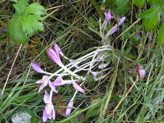 Colchicum speciosum