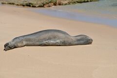 Hydrurga leptonyx