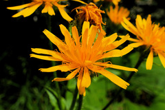 Crepis pyrenaica