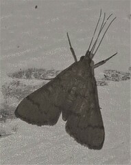 Piletocera macroperalis