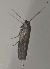 Sciota melanostyla