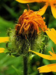 Crepis pyrenaica