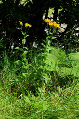 Crepis pyrenaica