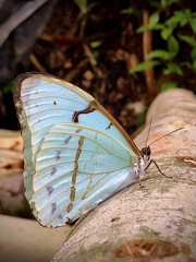 Morpho epistrophus