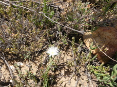 Drosanthemum calycinum