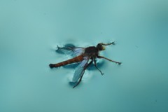 Stenopogon californiae