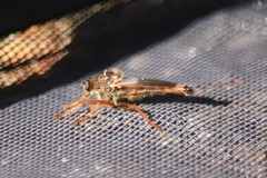 Stenopogon californiae