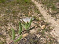 Drosanthemum calycinum