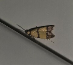 Heteroteucha translatella