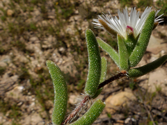 Drosanthemum calycinum