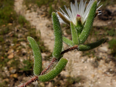 Drosanthemum calycinum
