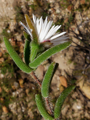 Drosanthemum calycinum