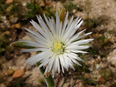 Drosanthemum calycinum