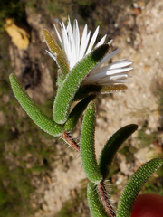 Drosanthemum calycinum