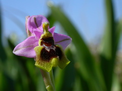 Ophrys tenthredinifera