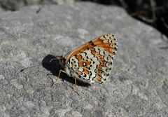 Melitaea ornata