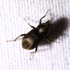 Helichus lithophilus