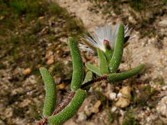 Drosanthemum calycinum