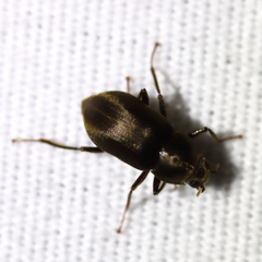 Helichus lithophilus