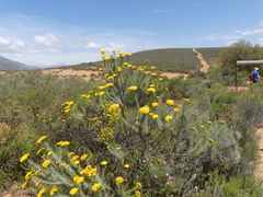 Athanasiinae