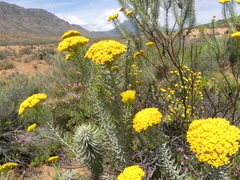Athanasiinae