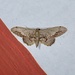Idaea violacea - Photo (c) Seema Merchant, some rights reserved (CC BY-NC), uploaded by Seema Merchant