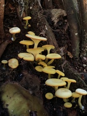 Marasmius rhyssophyllus