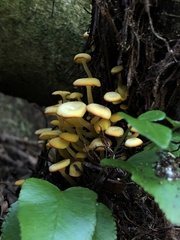 Marasmius rhyssophyllus