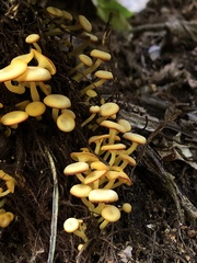 Marasmius rhyssophyllus