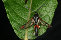 Synanthedon formicaeformis