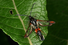 Synanthedon formicaeformis