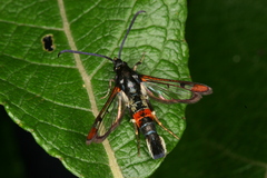 Synanthedon formicaeformis