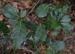 Gmelina fasciculiflora