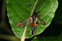 Synanthedon formicaeformis