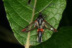 Synanthedon formicaeformis