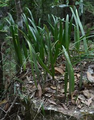 Pyrrosia longifolia