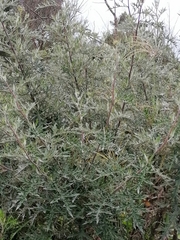 Berkheya bipinnatifida