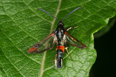 Synanthedon formicaeformis