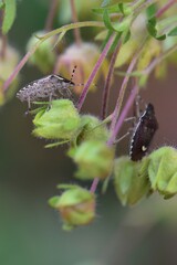 Holcostethus sphacelatus