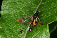 Synanthedon formicaeformis