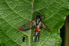 Synanthedon formicaeformis