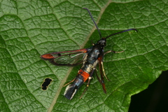 Synanthedon formicaeformis